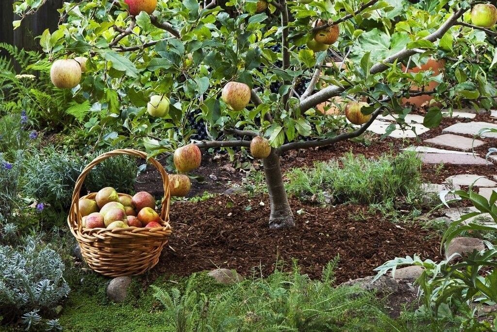 Яблони для сада на заднем дворе
