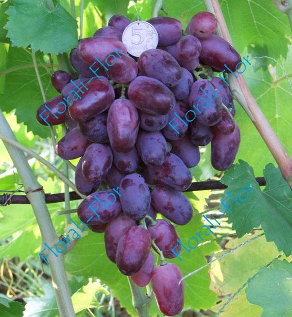 Виноград Ичкимар