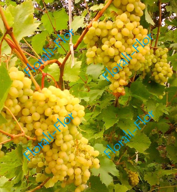 Виноград Прима Украины