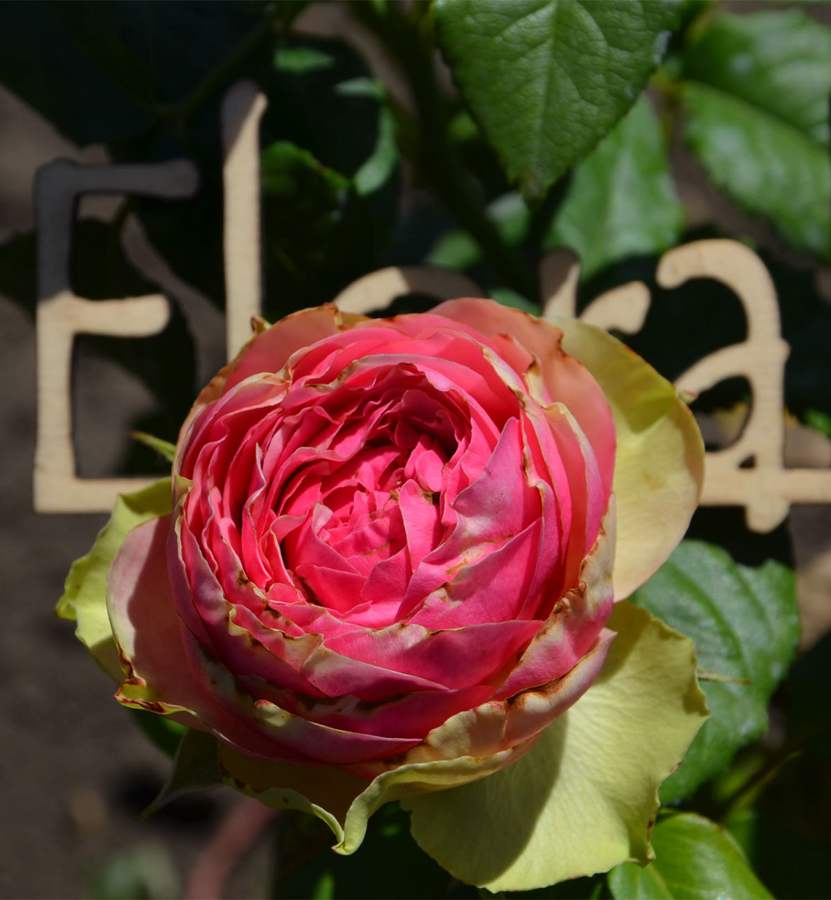 Роза чайная Питахайя