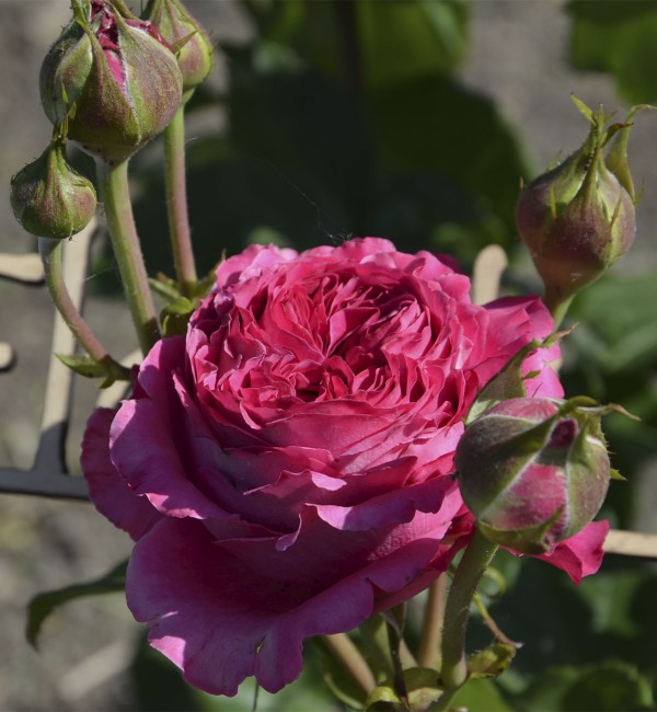 Роза чайная Шакира