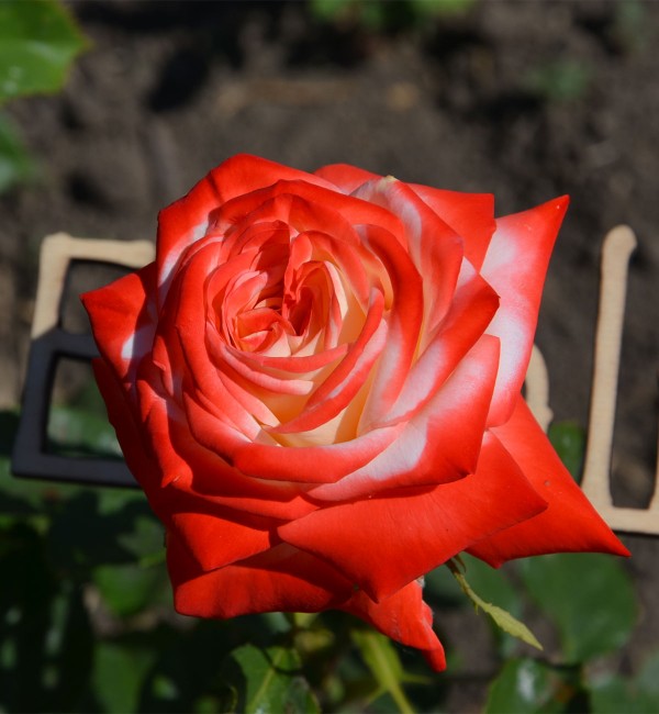 Роза чайная Императрица Фарах