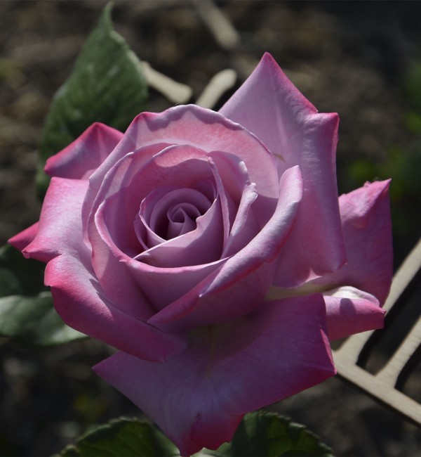 Роза чайная Парадиз