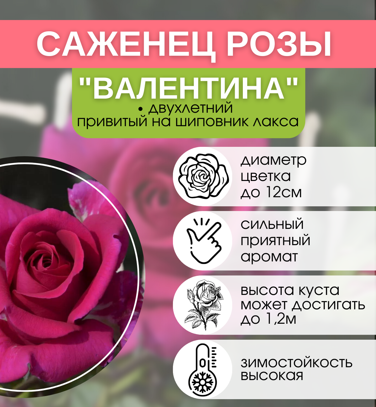 Роза чайная Валентина