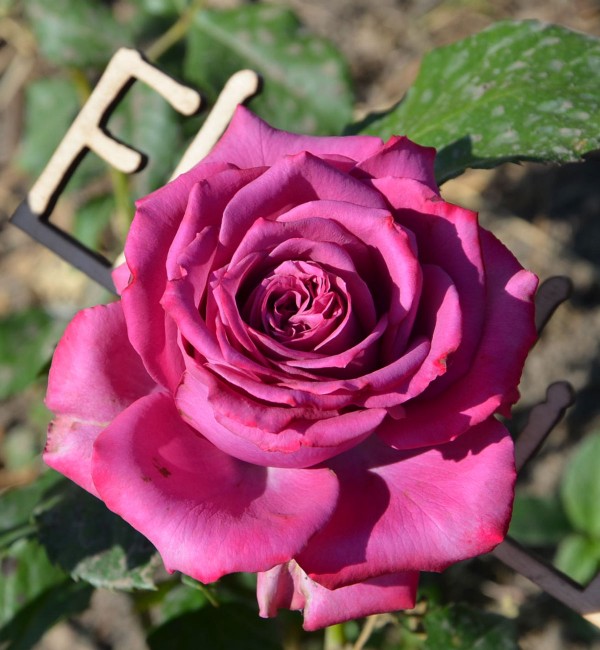 Роза чайная Шарль де Голль