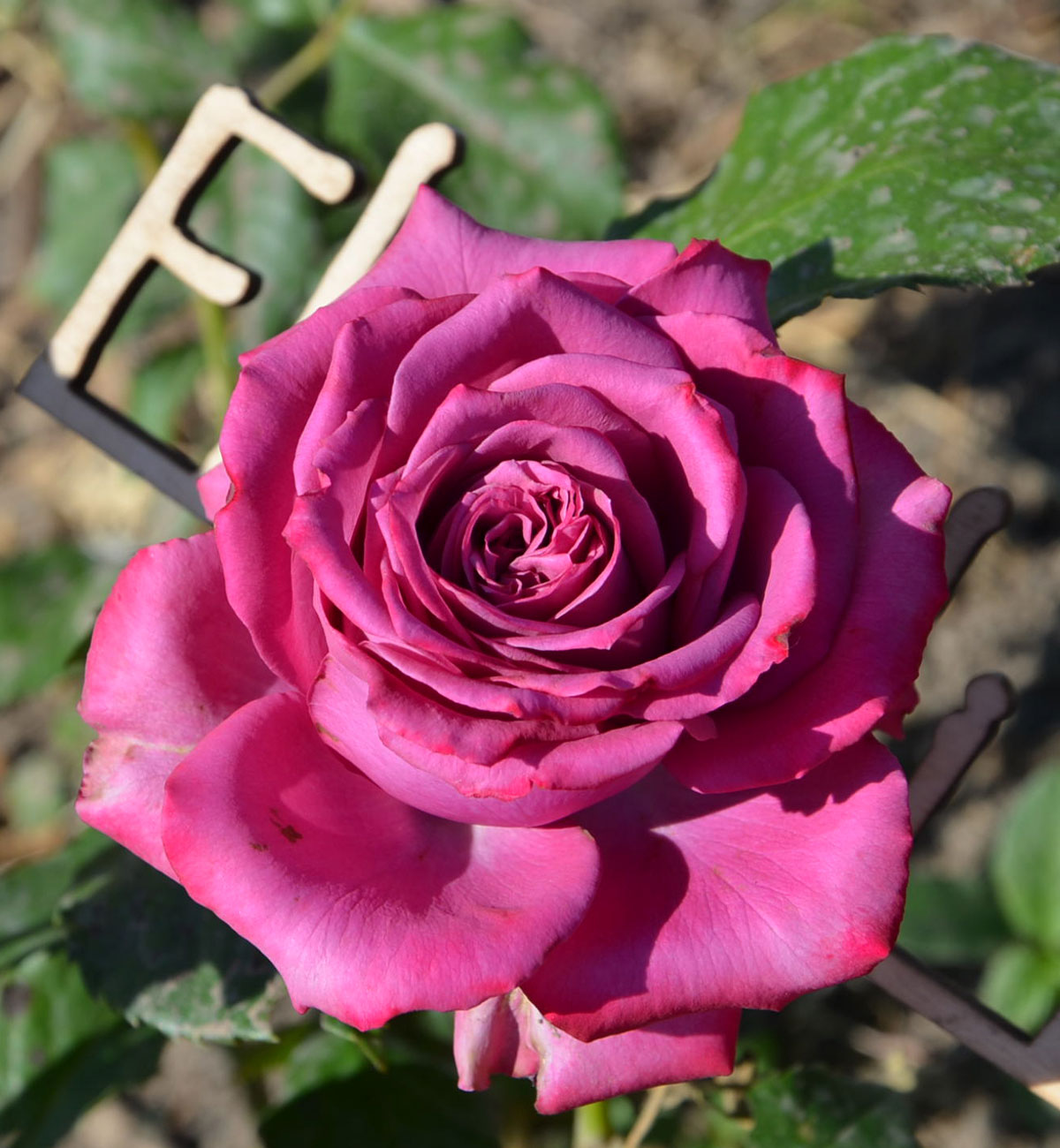 Роза чайная Шарль де Голль