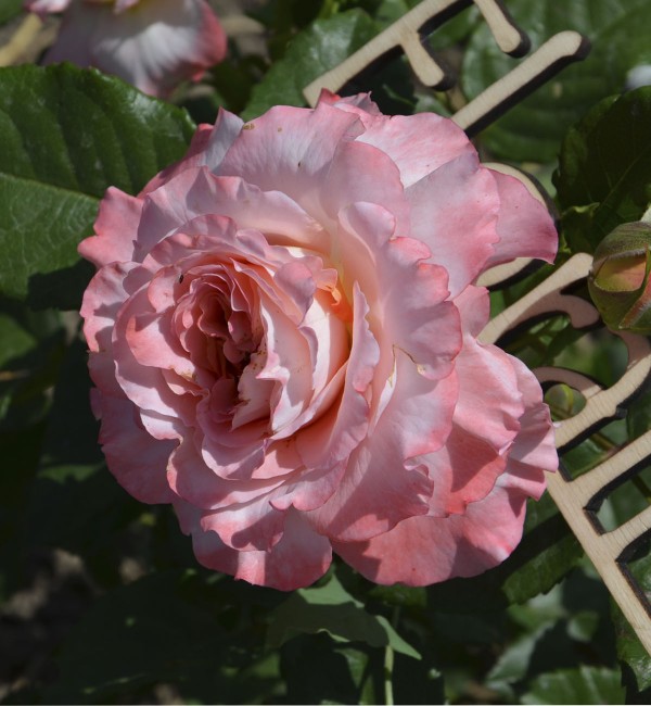 Роза чайная Августа Луиза