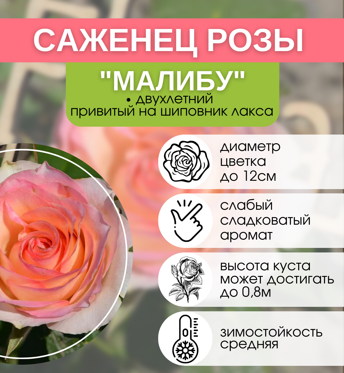Роза чайная Малибу