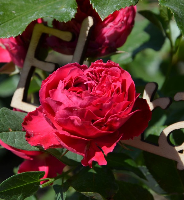 Роза Парковая Ред Эден Роуз