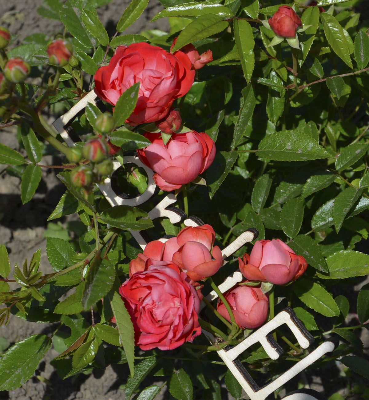 Роза почвопокровная Флорибунда Книрпс