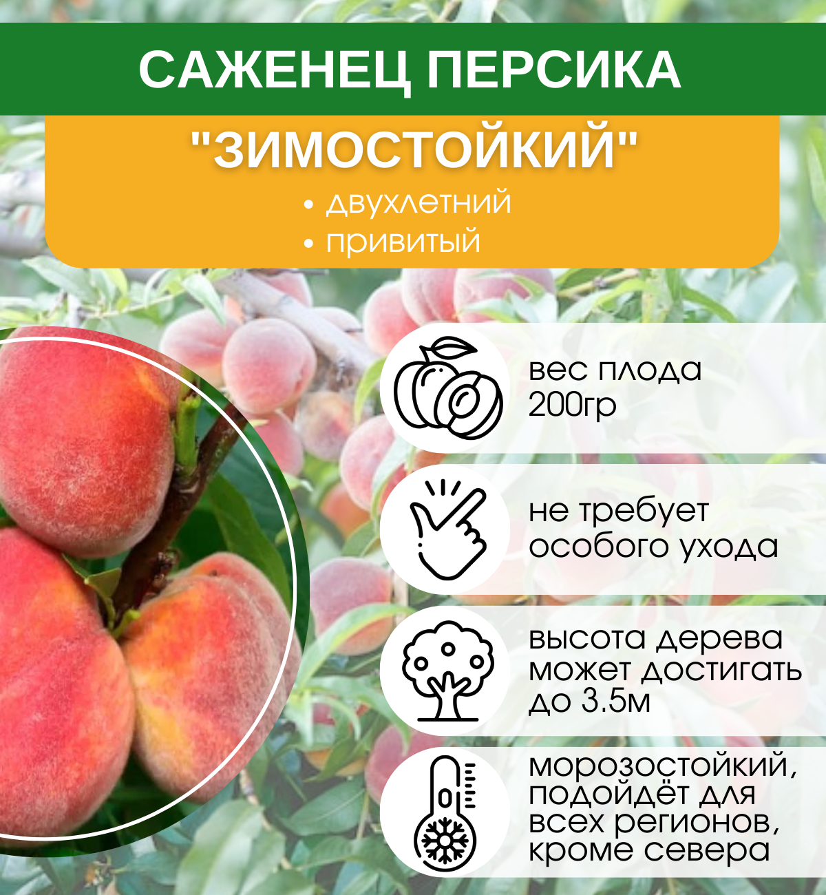 Персик Зимостойкий