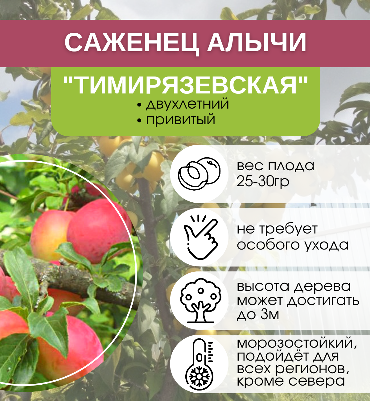 Яблоня Тимирязевская. Тимирязевская купить деревья
