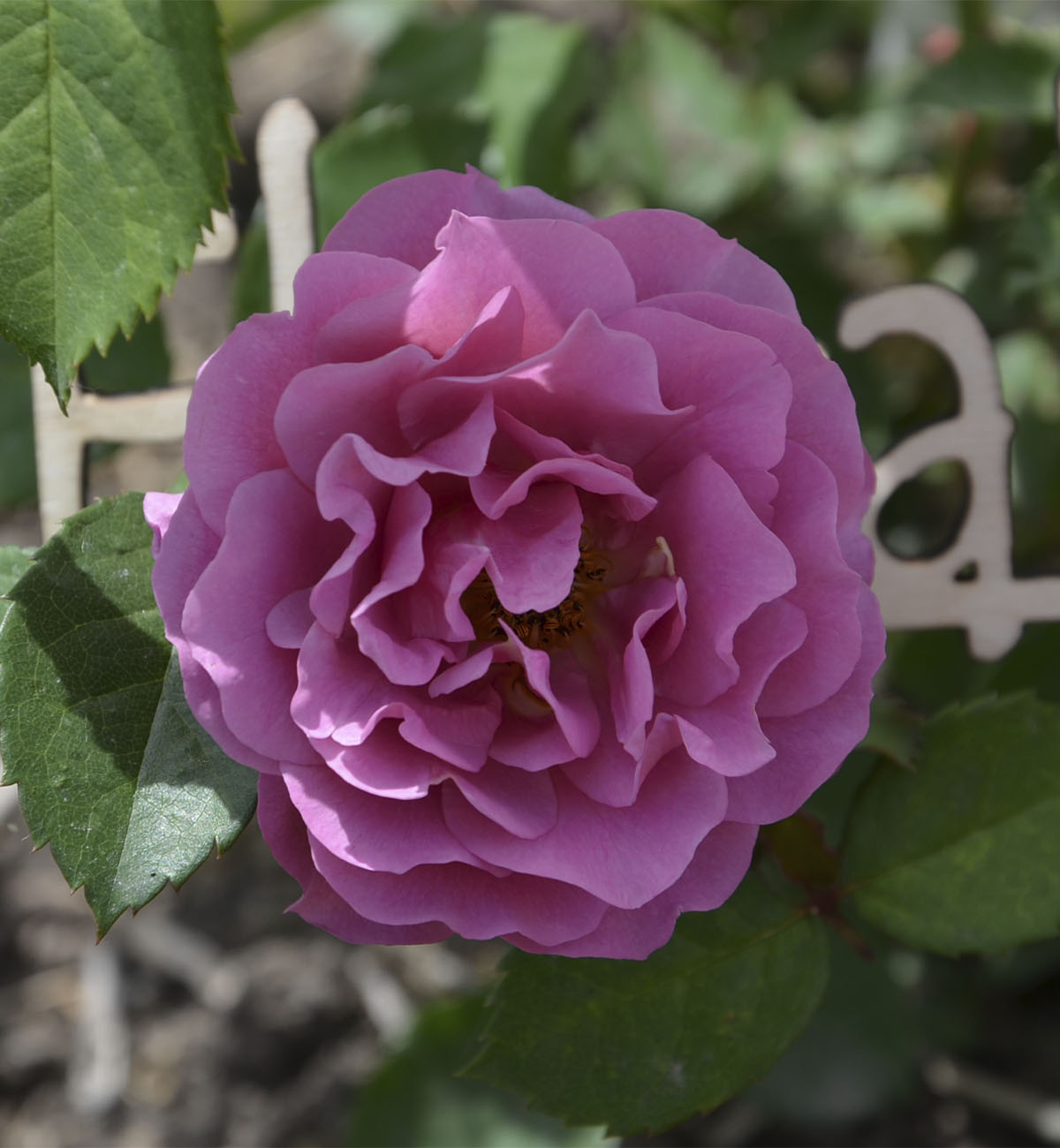 Роза Японская Аои