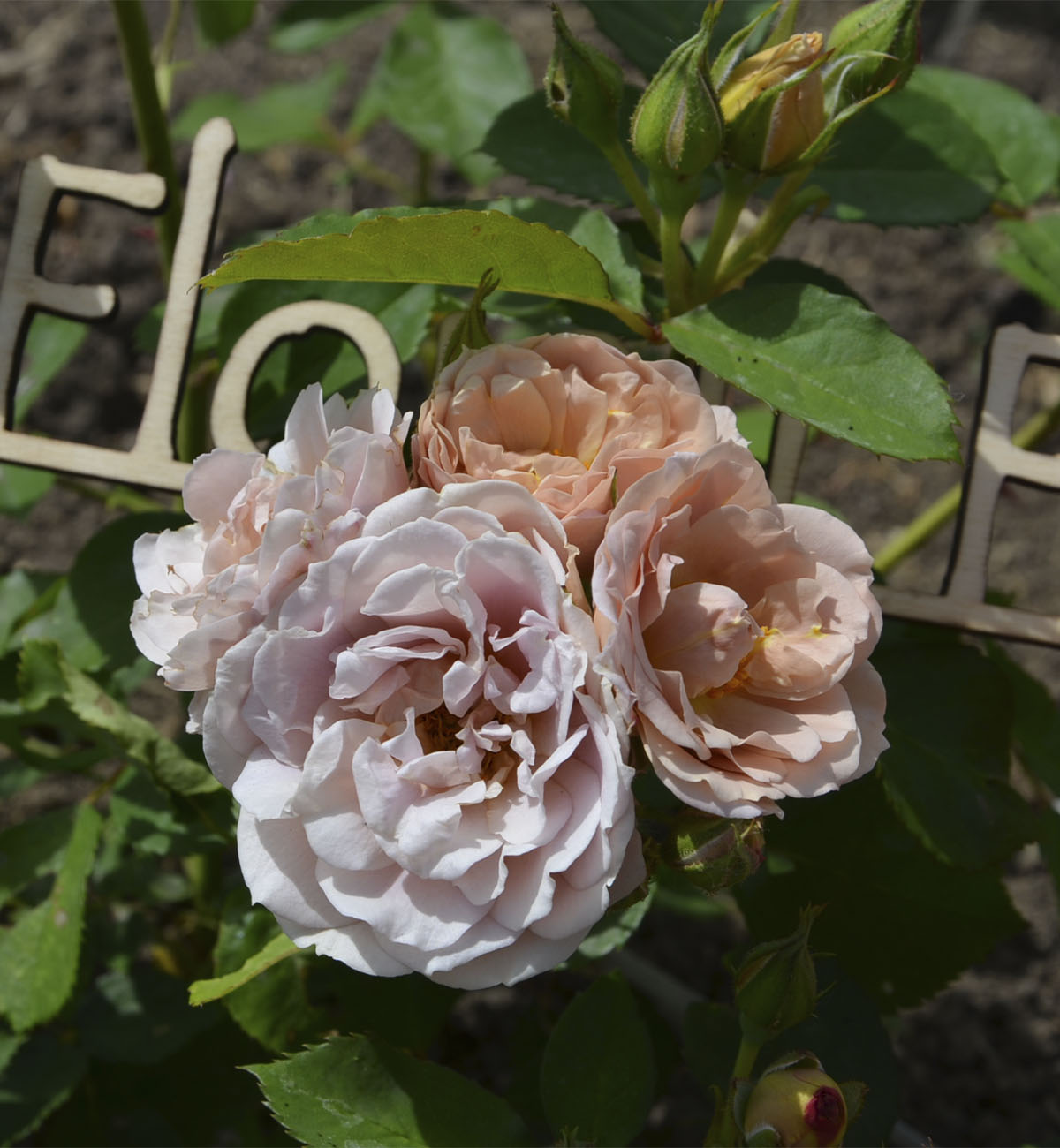 Роза Японская Йоли
