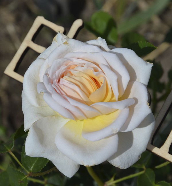 Роза японская Лукухоталу
