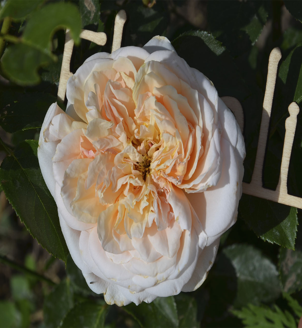 Роза японская Лукухоталу