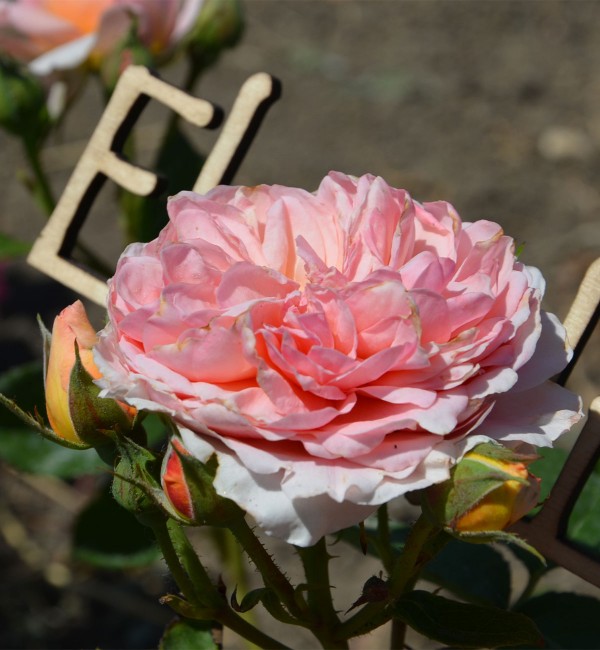 Роза японская Шехерезада