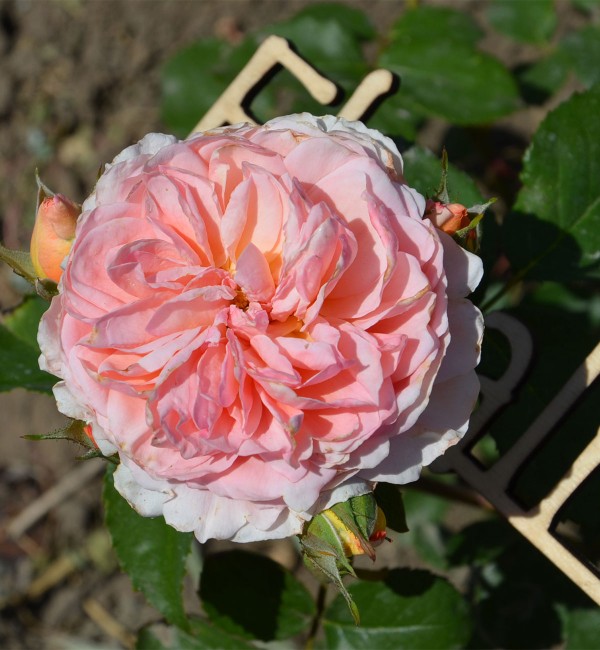 Роза японская Шехерезада