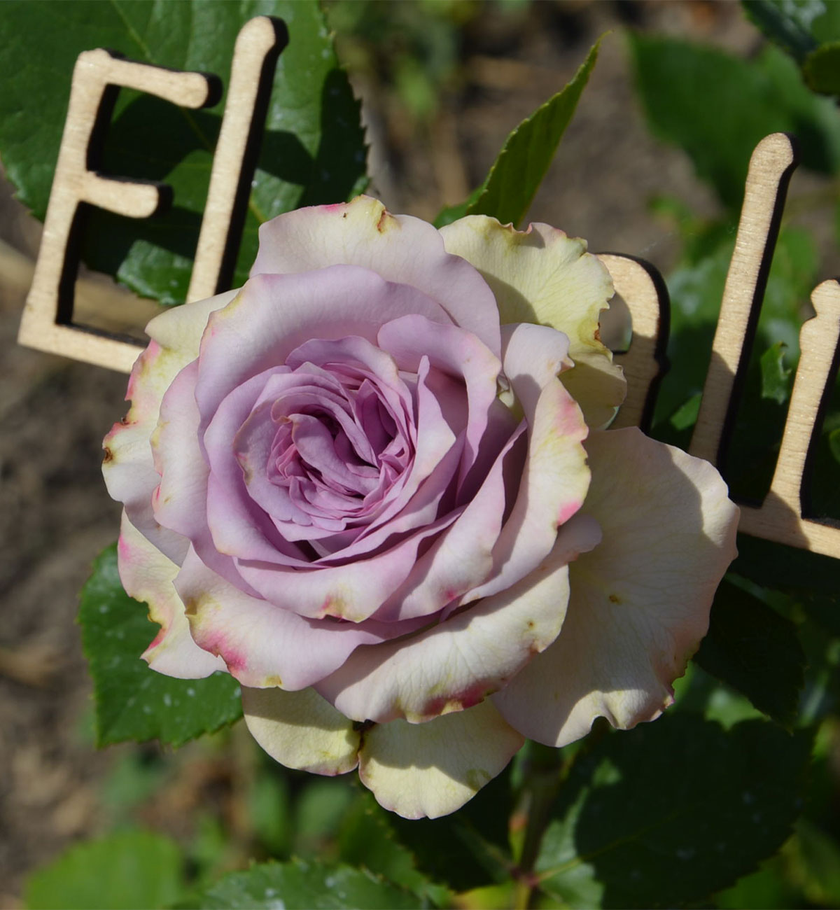 Купить саженцы Роза японская Шато Мертию с доставкой! | Florali-Flor