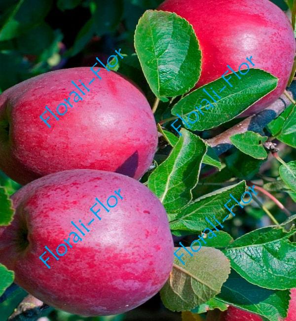 Яблоня красномякотная Тринити